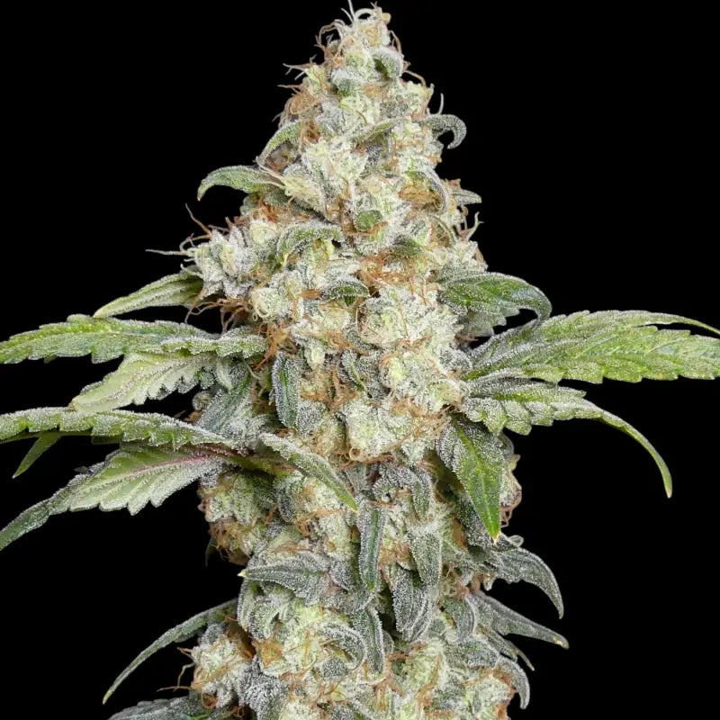 Zitro Feminized Seeds