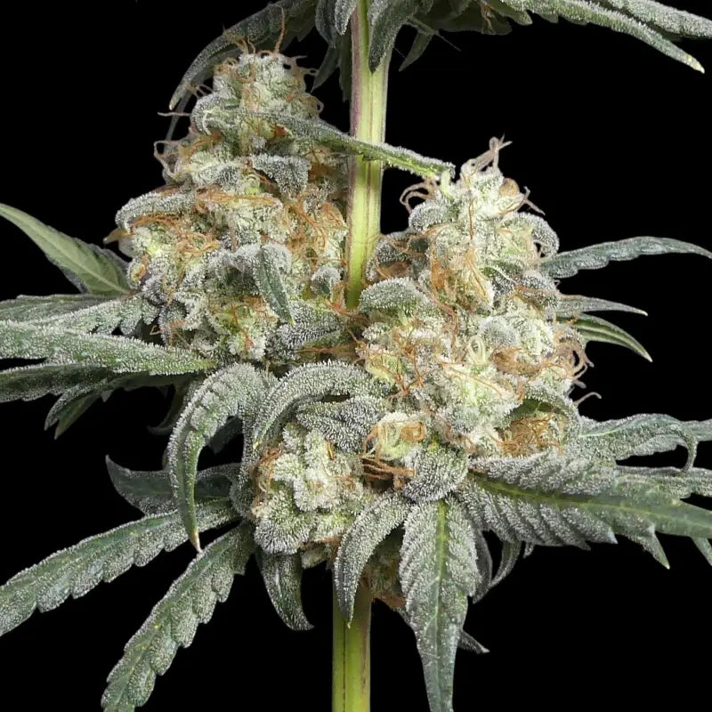 Zitro Feminized Seeds