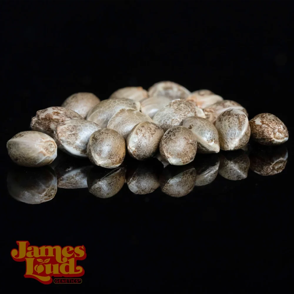 Zour Diesel Feminized Seeds