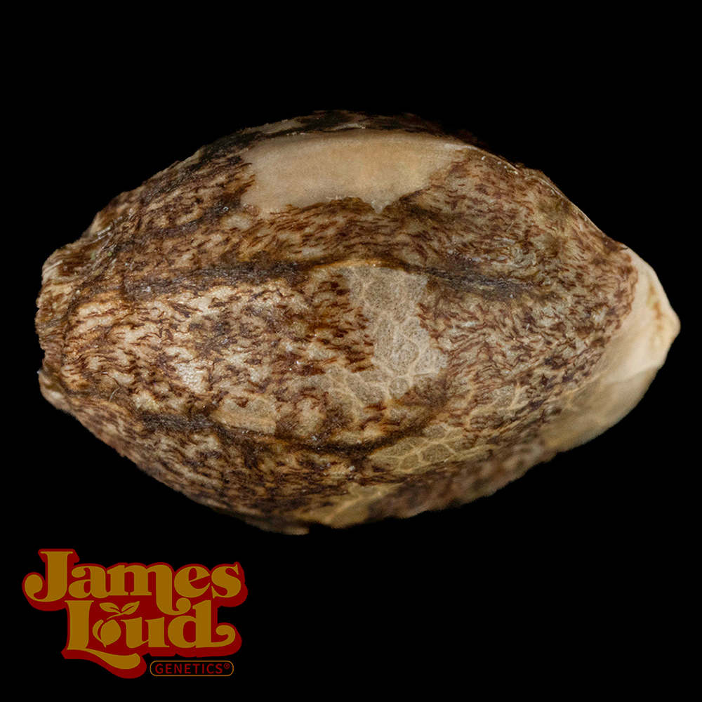 Zour Diesel Feminized Seeds