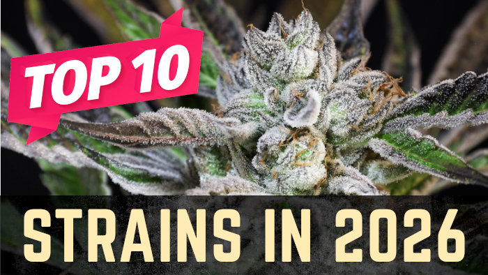 Top 10 Weed Strains of 2026